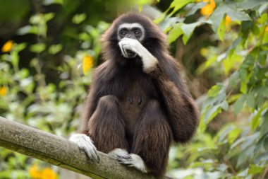 Ilar gibbon Hylobatidae familyasından nesli tükenmekte olan bir primat olan beyaz elli jibon olarak da bilinir. Uzun kolları ve kısa gövdesi olan sevimli pofuduk maymun.