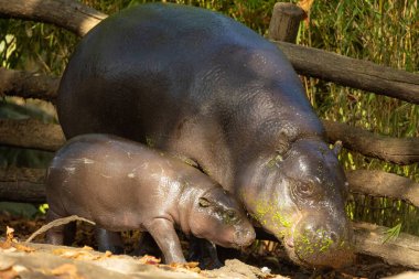 Şirin küçük pigme su aygırı yavrusu Choeropsis liberiensis annesi seçici odaklı. Anne ile küçük bir oyun.