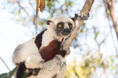 Nesli tükenmekte olan Coquerels Sifaka Lemur Propithecus coquereli. Madagaskar ormanlarında, doğal ortamında büyük şaşkın gözlerle küçük beyaz saçlı primat..