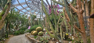 Berlin, Almanya - 3 Temmuz 2025: Kaktüs bahçesi, botanik konservatuarında cam bir yapının altında çeşitli bitkiler barındırır.