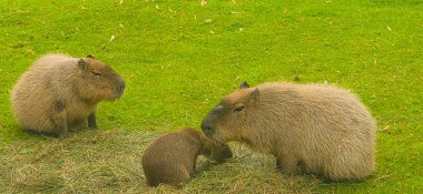 Capybaras ailesi yemyeşil çimenlerin üzerinde birlikte dinleniyor, doğal ortamlarının tadını çıkarıyor ve sosyal davranışlarını sergiliyorlar..