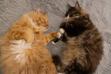 İki sevimli pofuduk kedi, yumuşak gri bir battaniyeye sarılıp şakacı bağlarını ve samimi atmosferlerini sergiliyorlar..