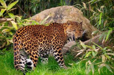 Java, Endonezya 'dan erkek Javan leoparı Panthera pardus melas. Ağaçların ve çalıların arka planında büyük kırmızı benekli bir leoparın portresi. Çok yakın, detaylı bir portre. Sevimli Asyalı yırtıcı