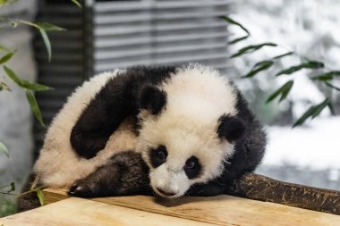 İki tatlı 6 aylık yavru dev pandalar hayvanat bahçesinde oynuyorlar ve çok sevimliler. 6 aylık panda yavruları tahta bir platformda kendi aralarında oynuyorlar ve genç bambu filizlerini yiyorlar..