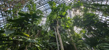 Berlin, Germany - July 03, 2025: . Lush tropical greenhouse filled with vibrant plants and sunlight streaming through glass ceiling
