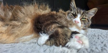 Yumuşak bir halının üzerinde rahatça uzanan tüylü evcil kedi, rahat bir ev ortamında rahat tavırlarını sergiliyor..