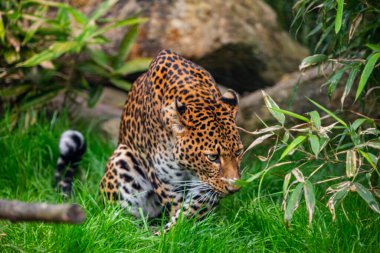 Java, Endonezya 'dan erkek Javan leoparı Panthera pardus melas. Ağaçların ve çalıların arka planında büyük kırmızı benekli bir leoparın portresi. Çok yakın, detaylı bir portre. Sevimli Asyalı yırtıcı