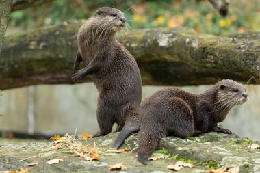 Asyalı küçük pençeli su samuru Amblonyx cinerea, aynı zamanda doğulu küçük pençeli su samuru veya kayanın üzerindeki küçük pençeli su samuru olarak da bilinir. Küçük sevimli kahverengi bir hayvanın detaylı portresi.