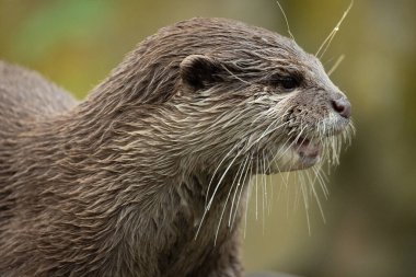 Asyalı küçük pençeli su samuru Amblonyx cinerea, aynı zamanda doğulu küçük pençeli su samuru veya kayanın üzerindeki küçük pençeli su samuru olarak da bilinir. Küçük sevimli kahverengi bir hayvanın detaylı portresi.