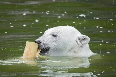 Kutup ayısı berrak suda yüzüyor, ağzında bir parça buz tutuyor, sakin bir ortamda doğal davranışlar sergiliyor. Ursus maritimus