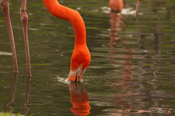 Parlak pembe flamingo sürüsü güzel yeşil bir gölette duruyor.
