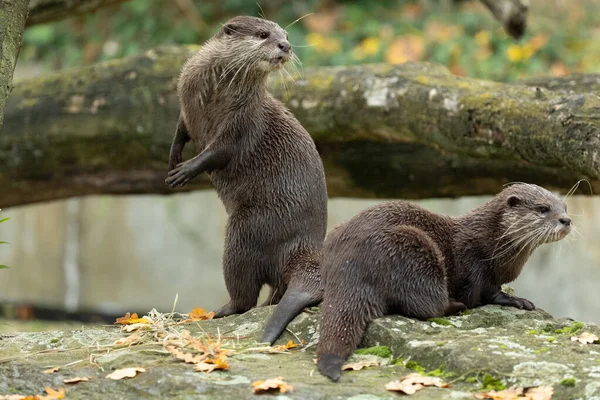 Asyalı küçük pençeli su samuru Amblonyx cinerea, aynı zamanda doğulu küçük pençeli su samuru veya kayanın üzerindeki küçük pençeli su samuru olarak da bilinir. Küçük sevimli kahverengi bir hayvanın detaylı portresi.
