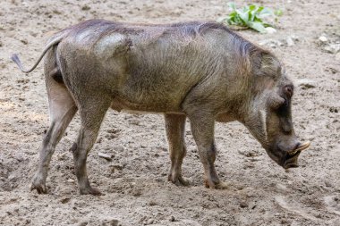 Yaygın yaban domuzu, ayakta. Uzun ağızlıklı ve küçük gözlü vahşi Afrika domuzu..