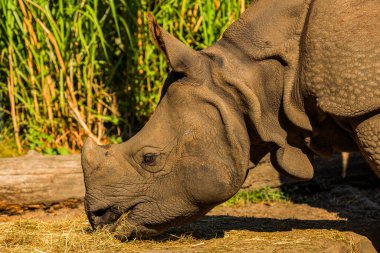 Güneşli bir günde seçici odak noktasında doğal bir zeminde yetişkin bir gergedanın portresi. Gergedanlar ot yer. Nadir hayvanların korunması kavramı