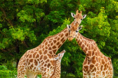 Zürafa Zürafa Camelopardalis ailesi, bir bebekle. Mavi dilini uzatıyor. Detaylı olarak çok yakından. Yaprak ve ince dallar yiyen zürafa.