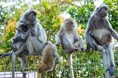 Tufted gri langur Semnopithecus priam 'ın portresi, Madras gri langur ve Coromandel kutsal langur olarak da bilinir. Gri komik tüylü maymun doğal yaşam alanında özgür yaşıyor, Malezya şehir parkında.