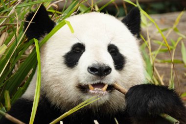 Seçici odak noktasında dev bir panda portresi. Komik siyah beyaz ayı bambu yer. göz teması