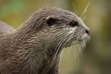 Asyalı küçük pençeli su samuru Amblonyx cinerea, aynı zamanda doğulu küçük pençeli su samuru veya kayanın üzerindeki küçük pençeli su samuru olarak da bilinir. Küçük sevimli kahverengi bir hayvanın detaylı portresi.
