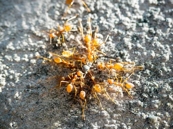 개미 먹는 곤충의 떼를 닫습니다 로열티 프리 스톡 이미지