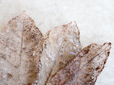 Kuru yaprakları detay doku, odağı seçin