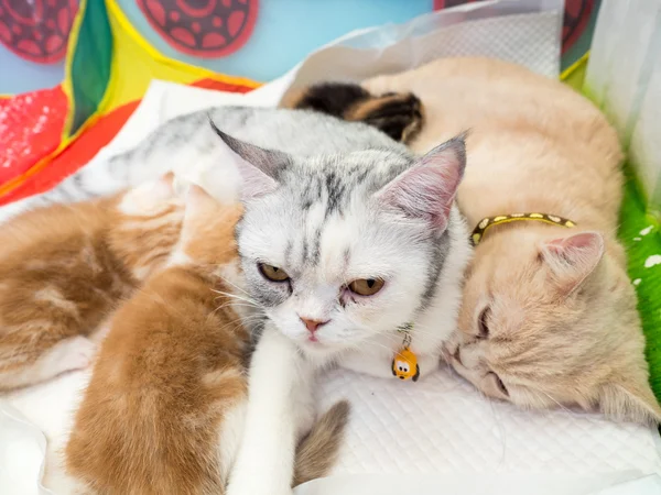 Gatos amamentando os gatinhos, selecione o foco — Fotografia de Stock