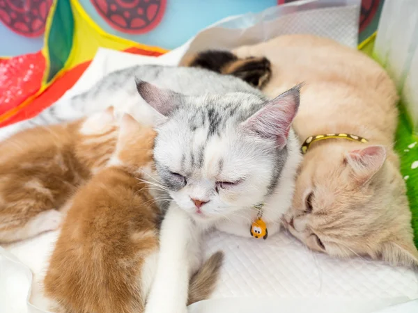 Gatos amamentando os gatinhos, selecione o foco — Fotografia de Stock