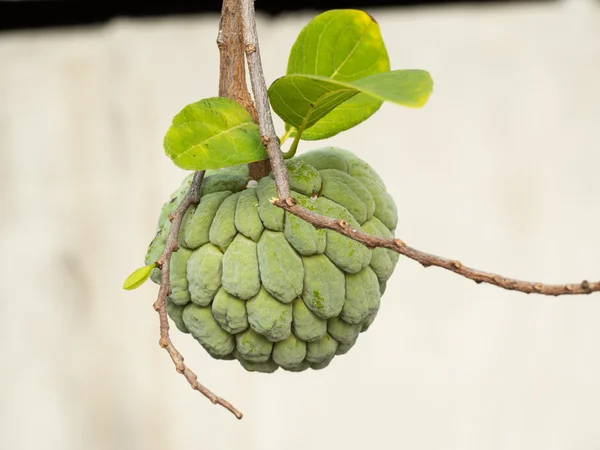 Sugar Apple or Custard Apple — Stock Photo, Image