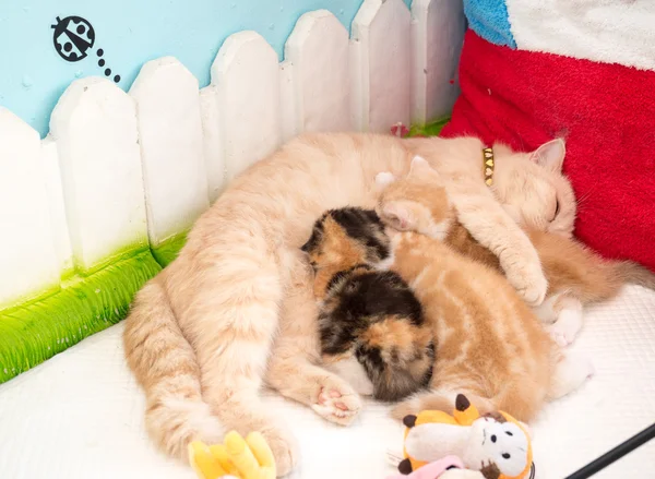 Emzirme belgili tanımlık yavru kedi kedi