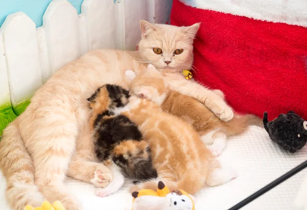 Emzirme belgili tanımlık yavru kedi kedi