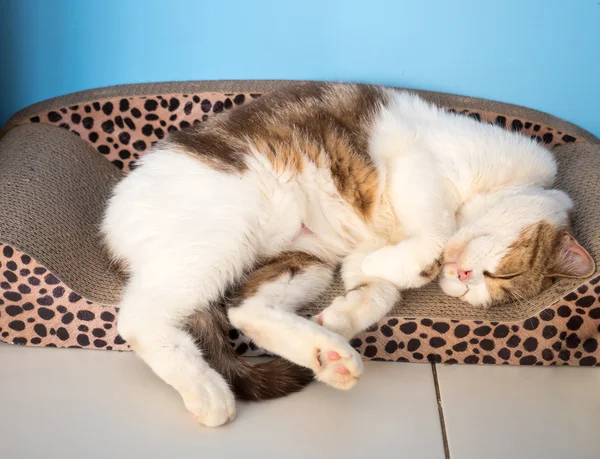 귀여운 고양이 자신의 침대에서 자. — 스톡 사진