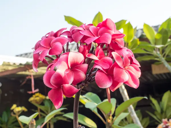frangipani çiçek