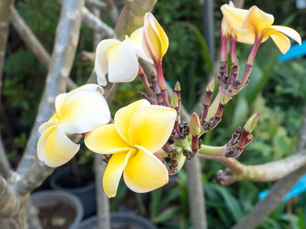 Sarı Plumeria ağaç çiçek