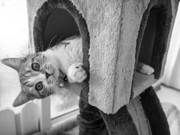 Милая кошка в черно-белом стиле — стоковое фото