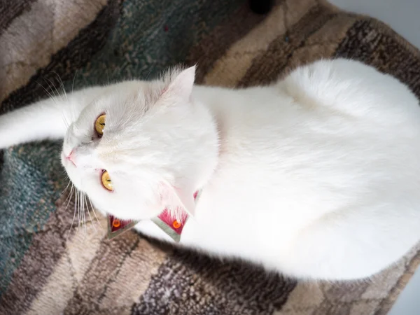 Olhos amarelos gato solitário em fundo borrão colorido — Fotografia de Stock