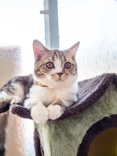 Sarı gözlü kedi