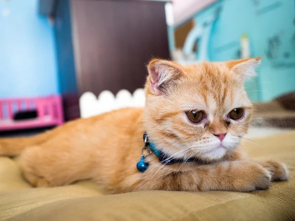 Gato solitário no fundo borrão colorido, selecione o foco — Fotografia de Stock