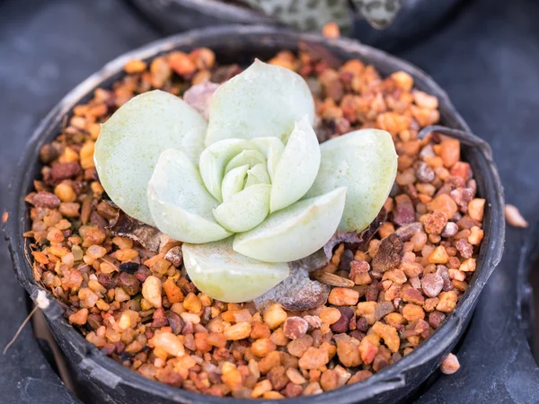 Echeveria etli çiçek tencerede 