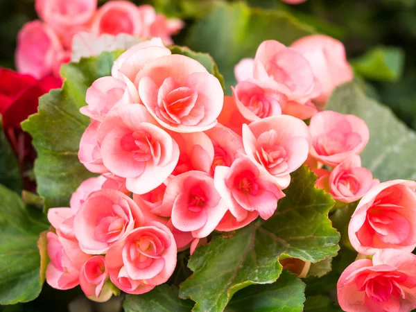 Begonia flowers in the garden, Beautiful background — Stock Photo, Image