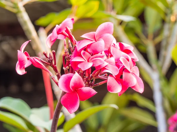 De roze bloemen van de Plumeria — Stockfoto