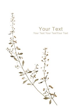 Kuru bitkiler üzerinde beyaz