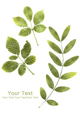 Beyaz yeşil yapraklar