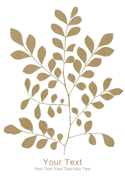 Trockene Pflanze auf Weiß — Stockfoto