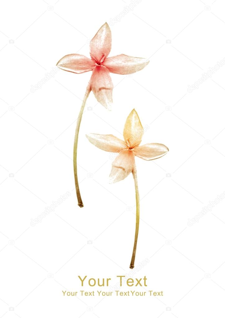 Dry flowers on white