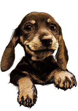 Kroki şirin köpek