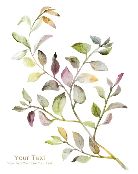 Watercolor illustration flowers — Stock Photo, Image