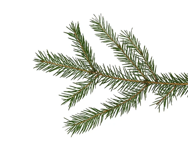 Noel Ağacının Dalı Yeşil Ladin Iğneli Çam Dalı Beyaz Arka — Stok fotoğraf
