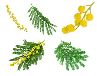 Kabarık sarı çiçekli mimoza dalları ve beyaz arka grubunda yeşil yapraklar.