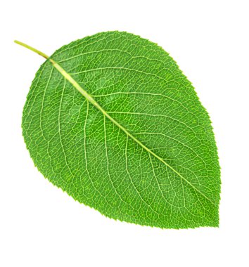 Beyaz arkaplanda izole edilmiş yeşil yaprağı kapat