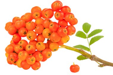 Kırmızı Rowan sürüsü beyaz arkaplanda izole edildi