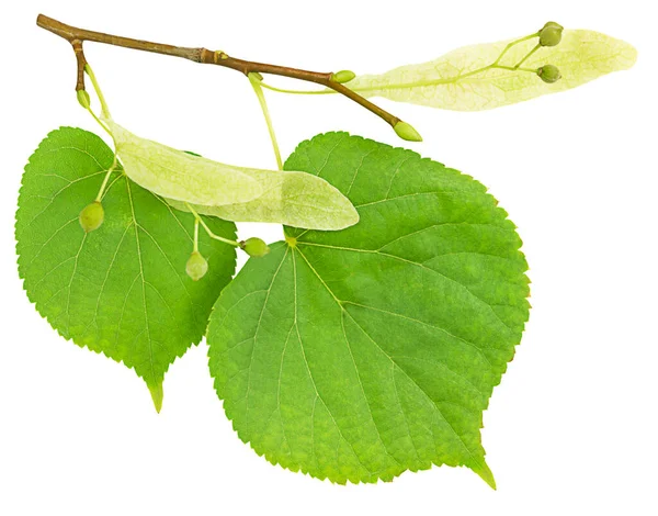 林登树的分枝 绿叶在白色背景上隔绝 图库图片